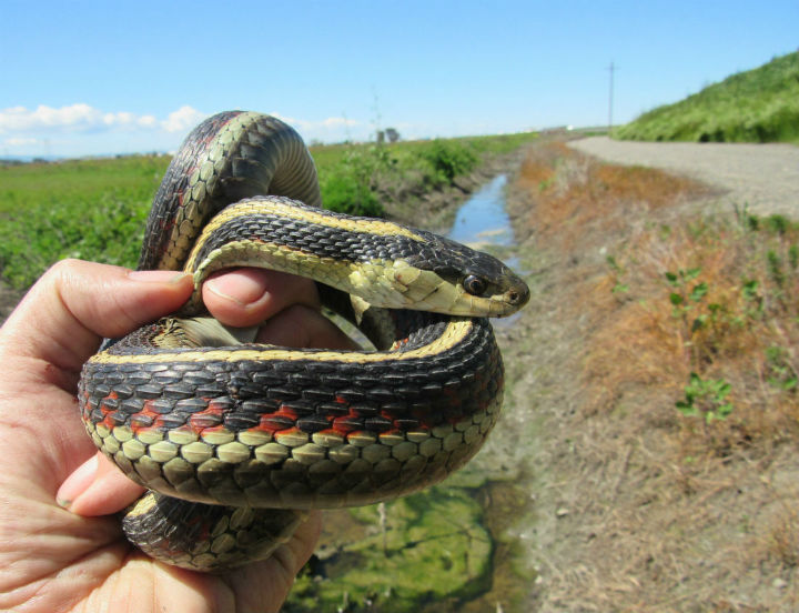 Valley Garter Snake